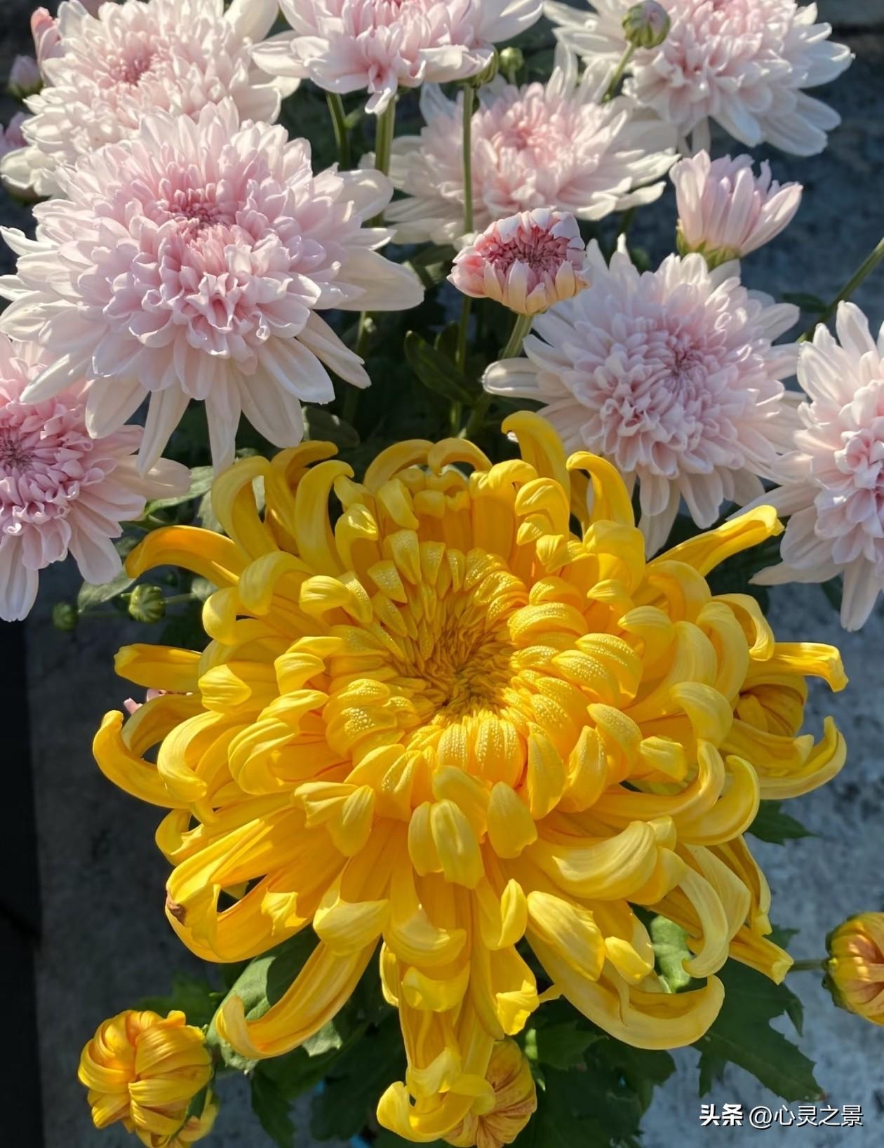 明媚金黄的丝菊舒展卷曲绵长的花瓣，层层丝瓣自然弯卷，裹挟着秋日温柔的阳光，明艳又