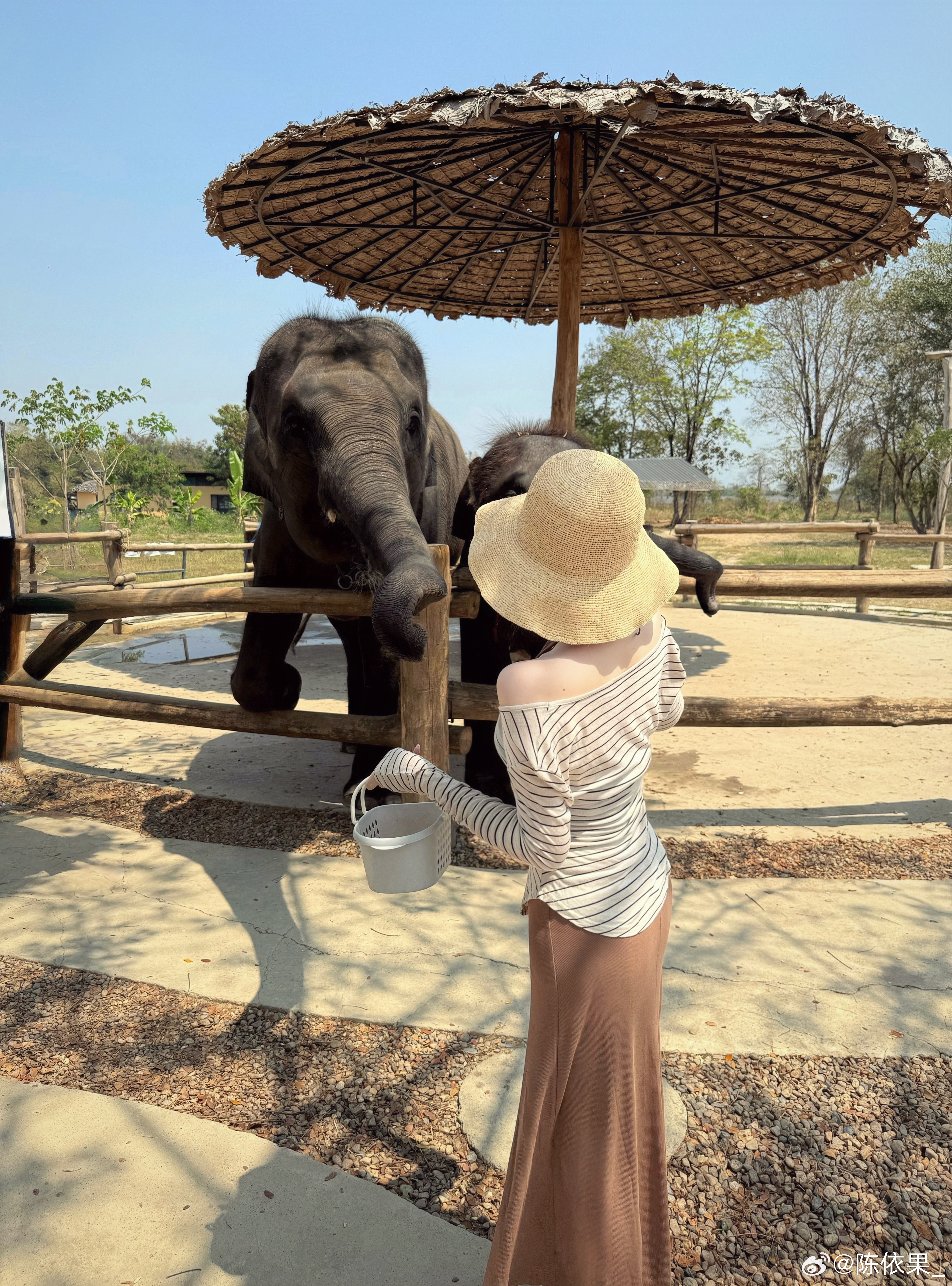 🐘🐾 