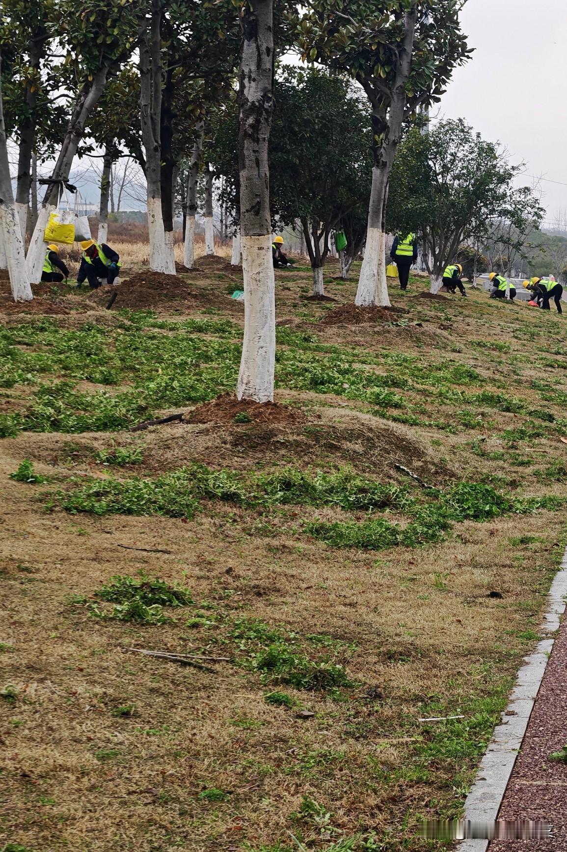 麒麟科技城为了不让大家乱挖野菜，可真是煞费苦心！
前几天，草坪被大面积喷洒了农药