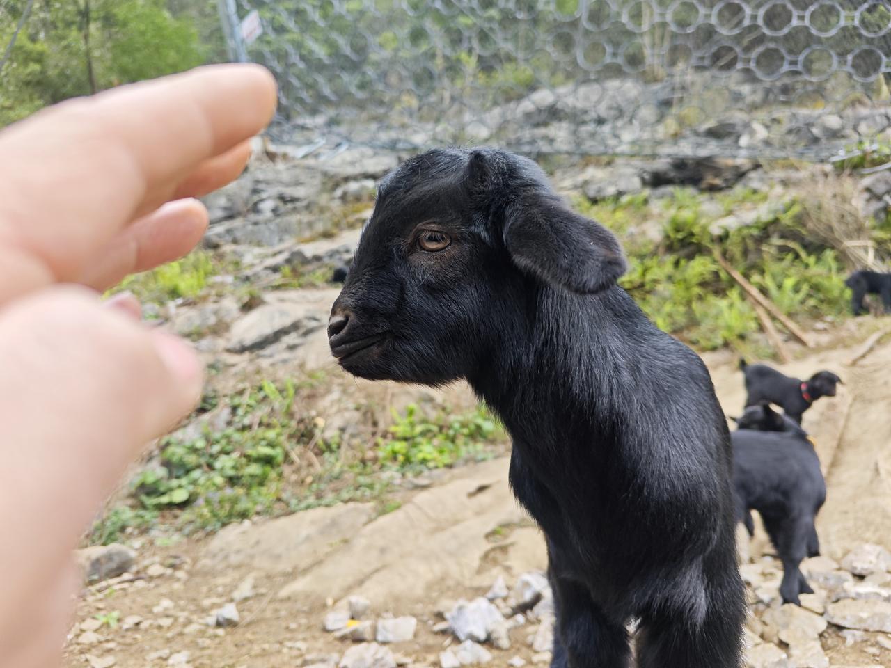 饲养黑山羊致富｜乡村变形记

没有外出务工，就在家里饲养黑山羊，凭着一身过硬的技