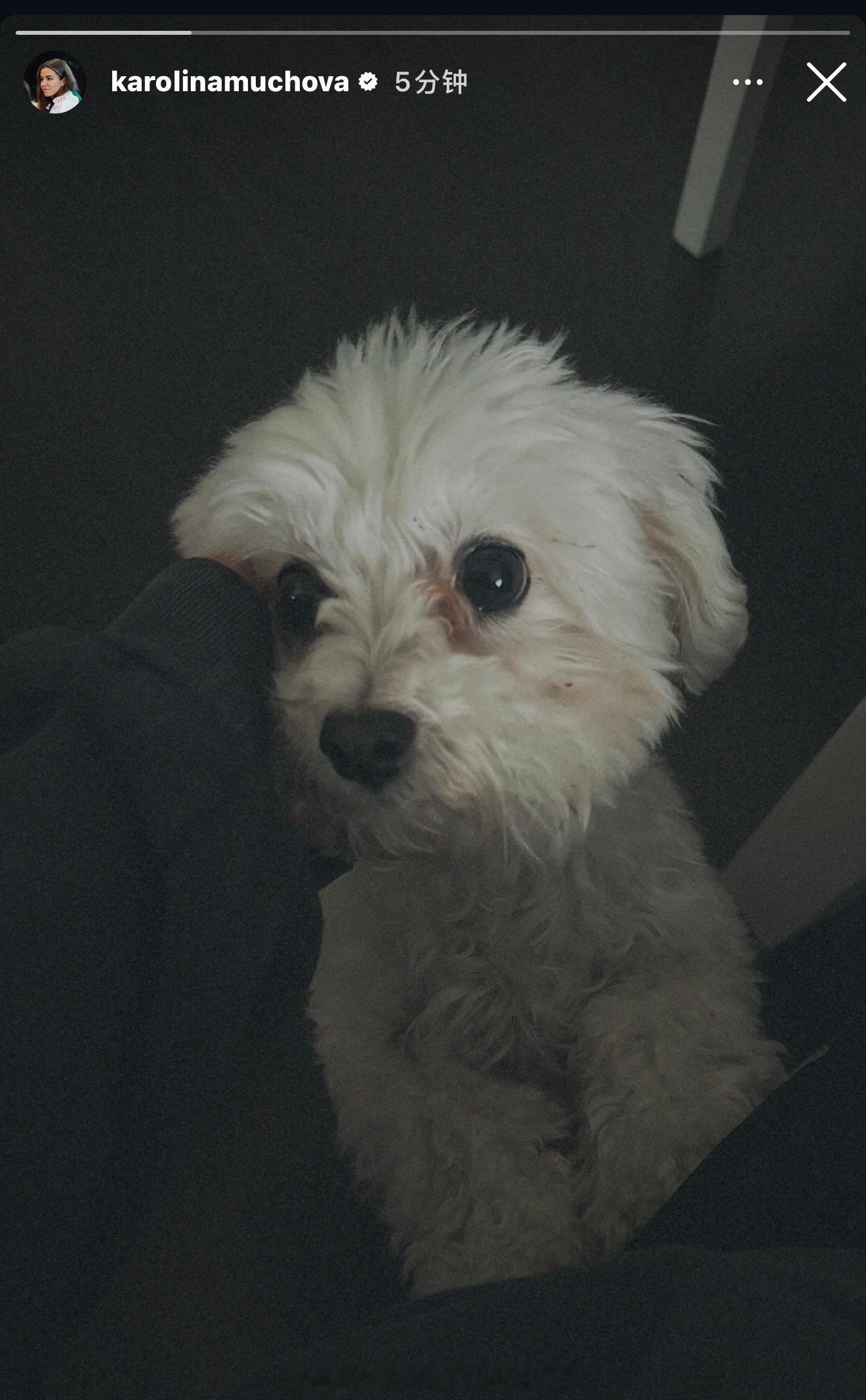 穆霍娃发的狗狗好可爱。 