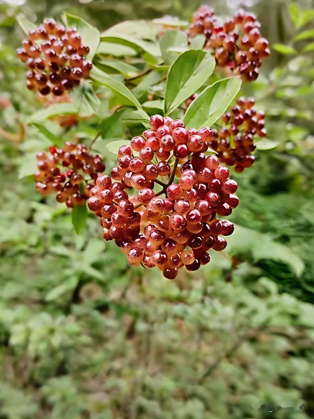 这野果有人认识吗？70后与80后童年时经常吃的，大家说出自己家乡那边的名字叫啥？