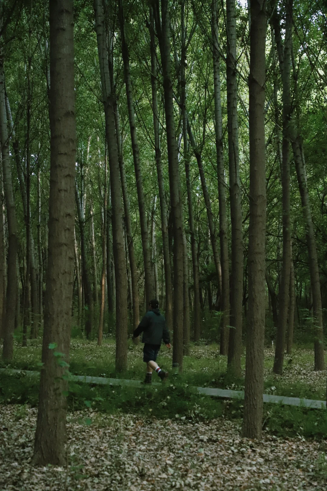 郑州小森林🍃到满眼绿色的静谧森林避暑露营