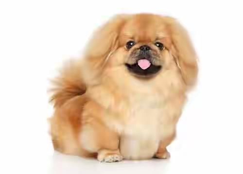 养狗人士是不是都特别善良？这可不能一概而论。
有些养狗人确实善良有爱心。他们精心