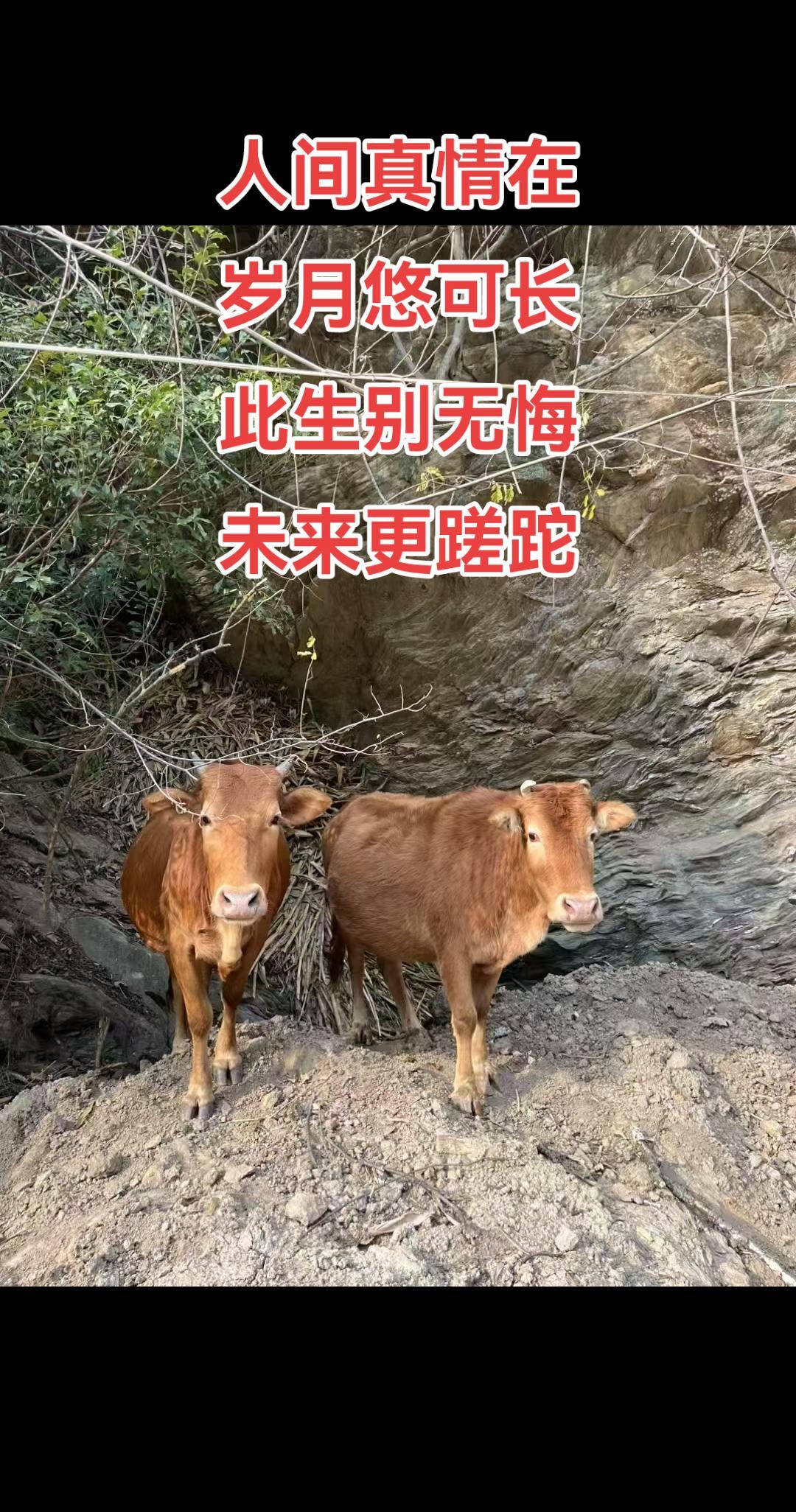 那些渴望被遮风挡雨的人，最后都学会了自己撑伞。冷不靠灯，穷不靠亲，钱自己赚，伤自