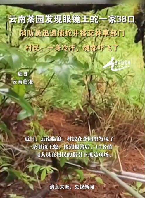 太吓人了！云南临沧，一村民在自家茶园劳作时，发现茶地落叶堆里盘踞一条眼镜王蛇，巢