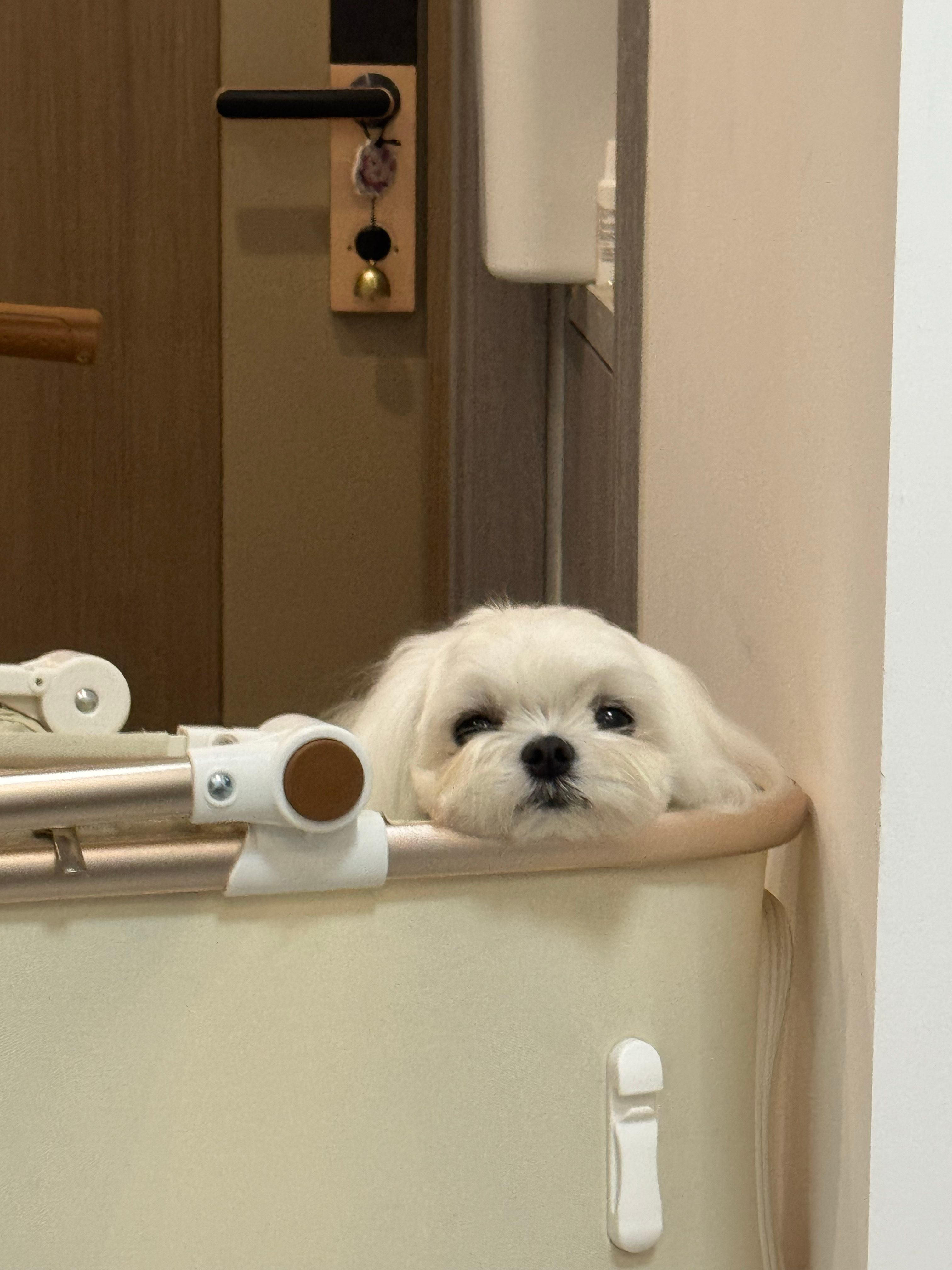 可爱的有点犯规了 