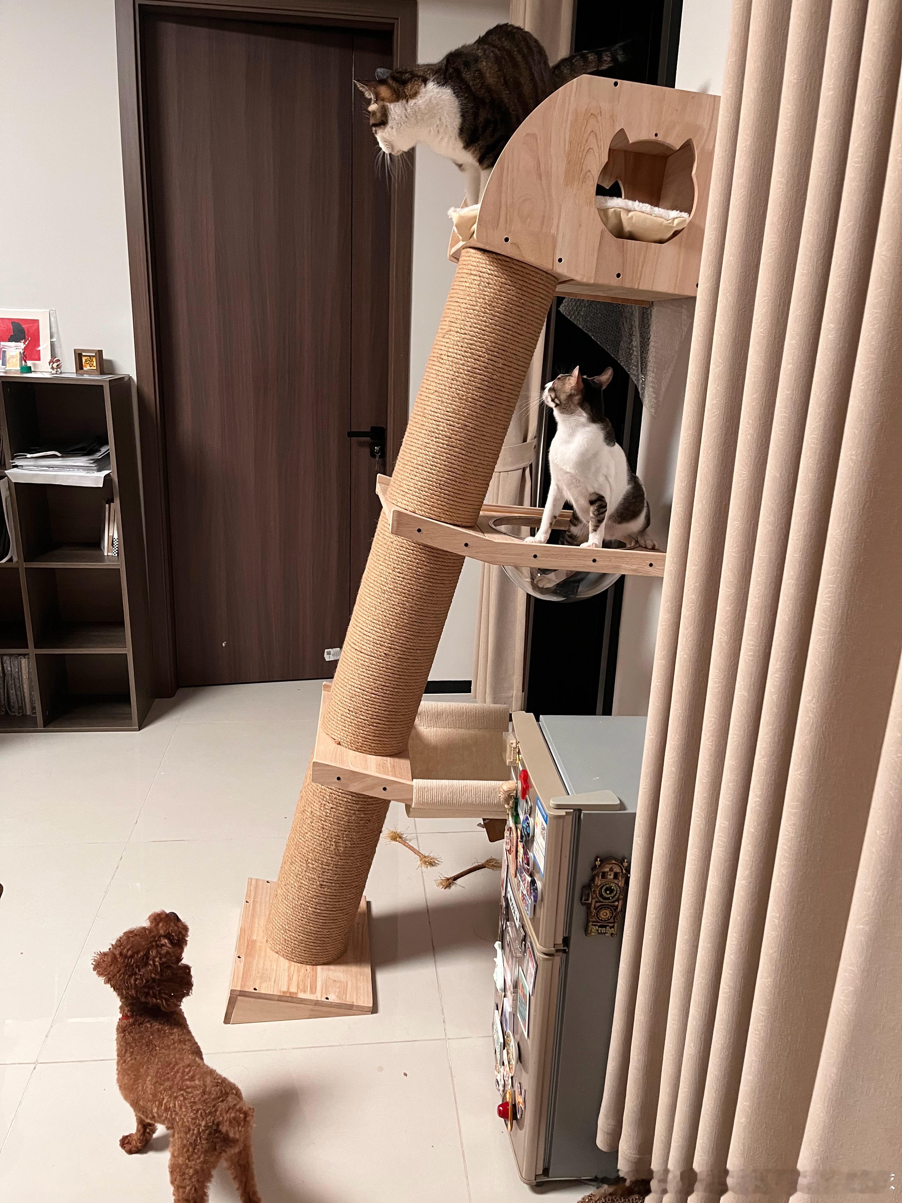 猫爬架热闹了起来 