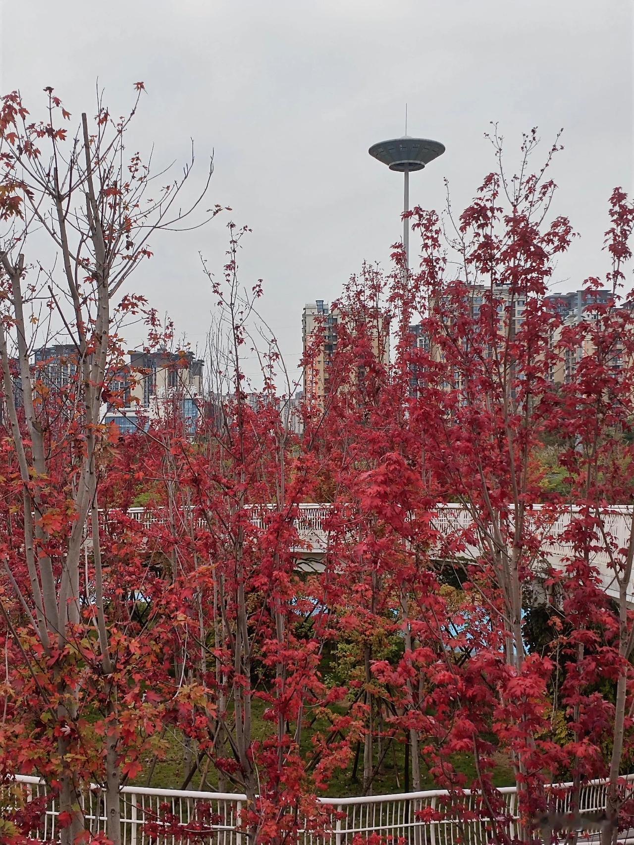 安逸  安逸  这个地点确实很巴适

有多少人晓得自贡在哪儿能看到枫叶

而且还