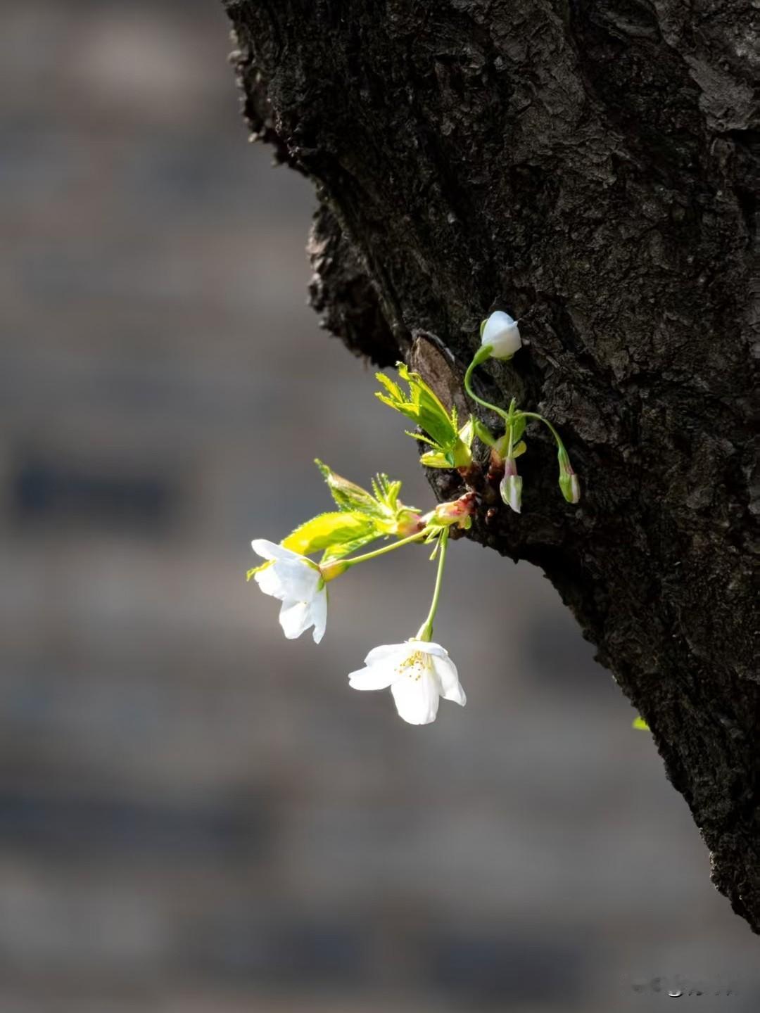 遇见一束小阳光
 
走在路上
忽然撞见一双清澈的眼
小朋友仰着头
认认真真对我笑