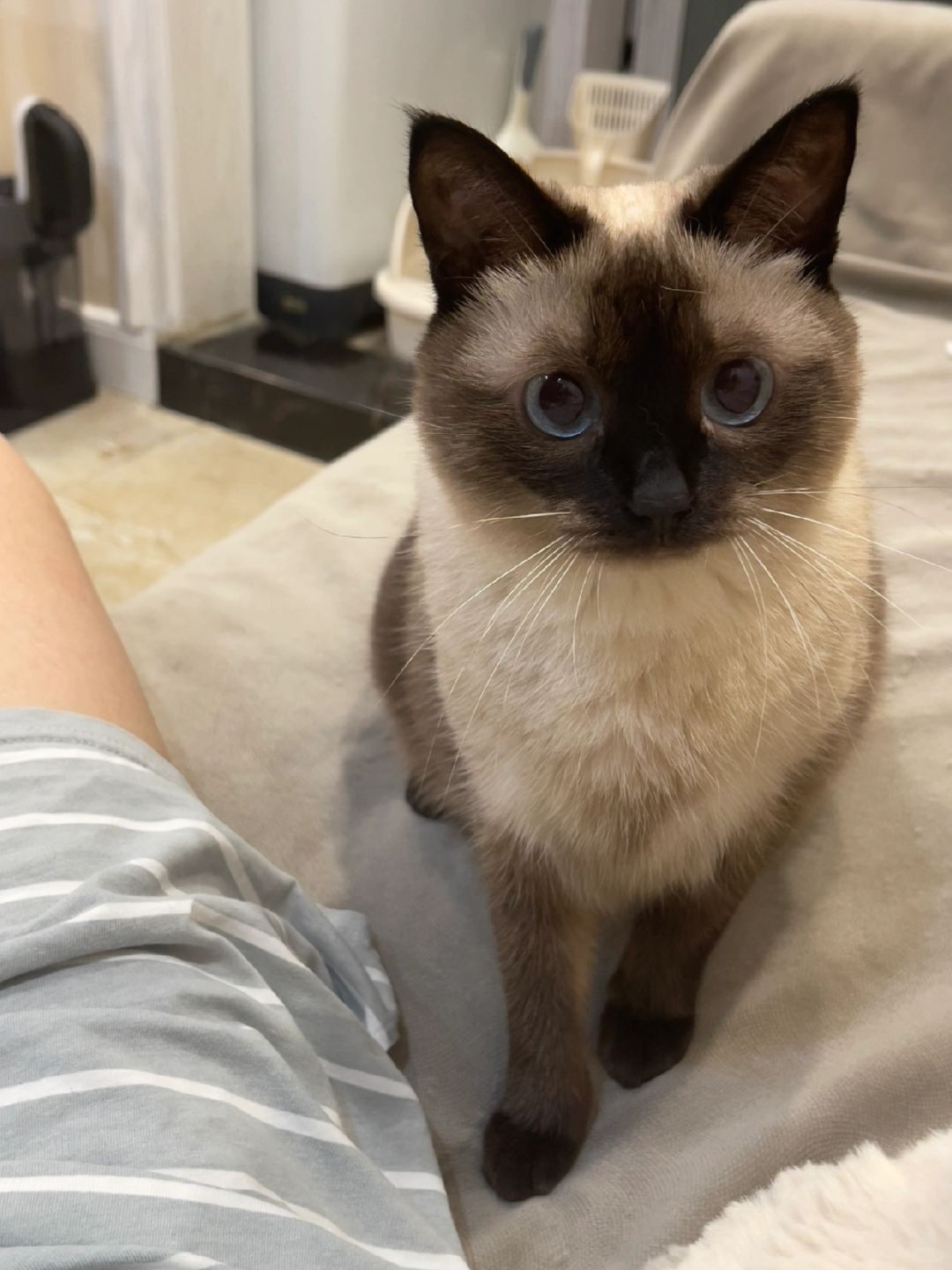 到底是谁在养黏人小猫啊