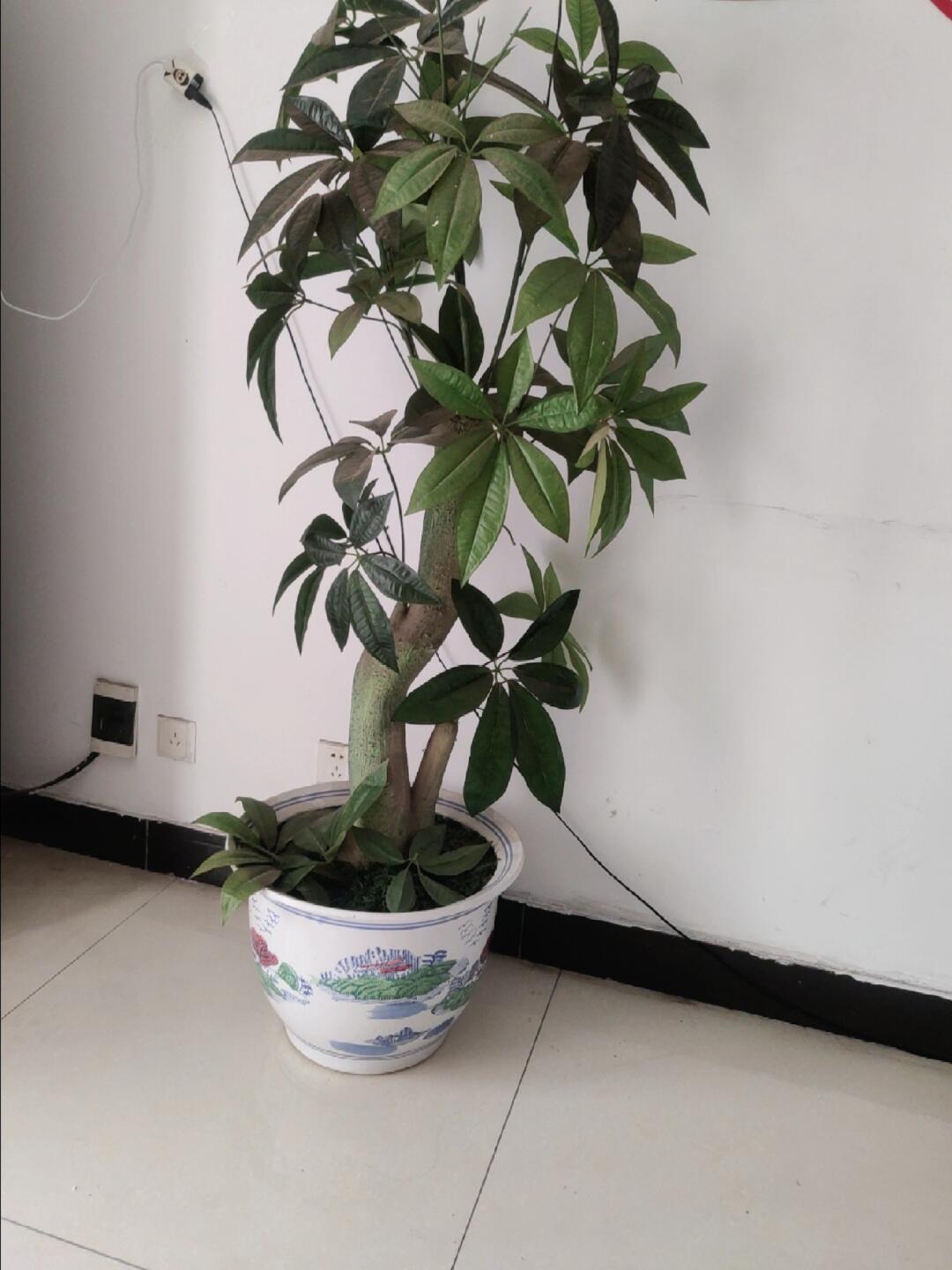 记录一下新买的茶花小苗