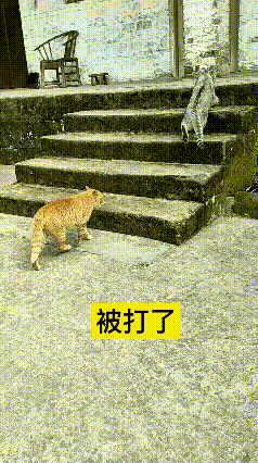 哎呀妈呀老铁快看！
灰猫在前边走得好好的，胖橘悄悄跟在后头上台阶
灰猫一回头，以