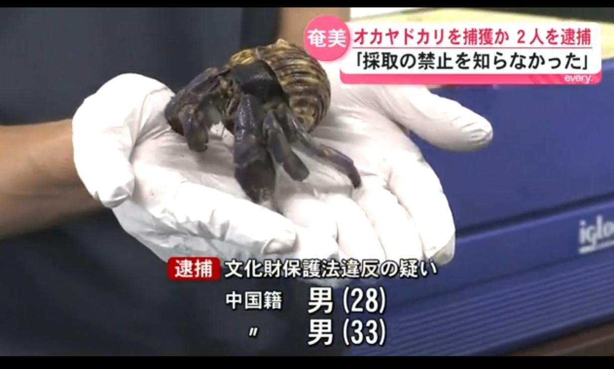 日警逮捕两名中国人涉盗捕受保护寄居蟹
据日媒《鹿儿岛读卖电视》6月24日报道：两
