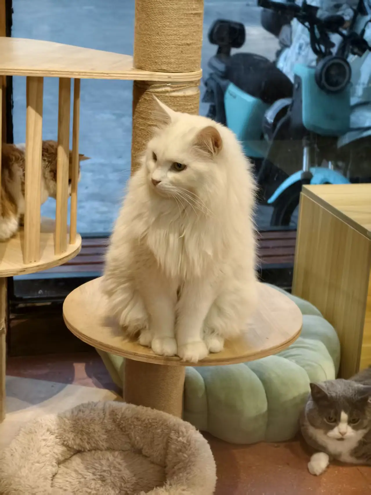 猫猫的世界 世界不能没有猫猫