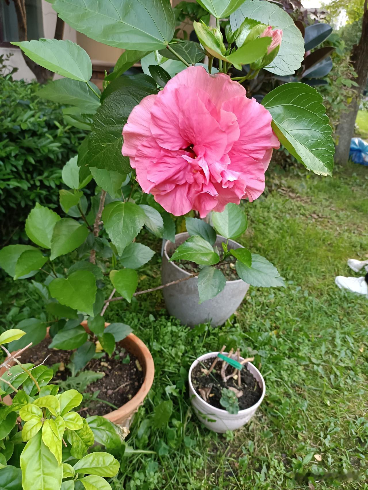 这种花适合室外养
家里养了一种花，在室内生长不理想，还喜欢生虫子。
搬到室外养，