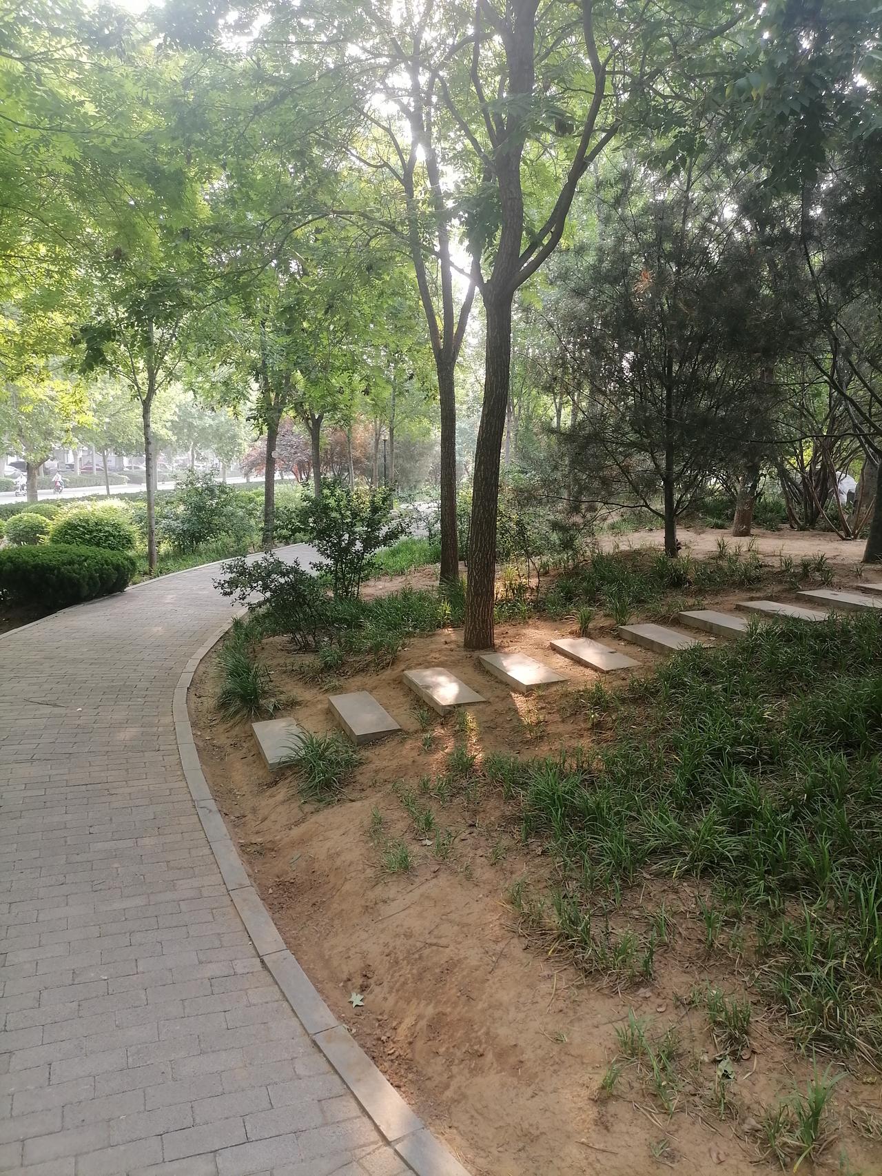 今日晨练，在家门口的市图书馆广场两侧绿地行走。当每日行走在这格外熟悉的广场，新鲜