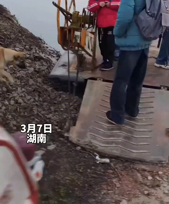 湖南，一户人家养的狗子，每天坐渡船陪伴小主人去上学，20里路将小主人送达学校后，