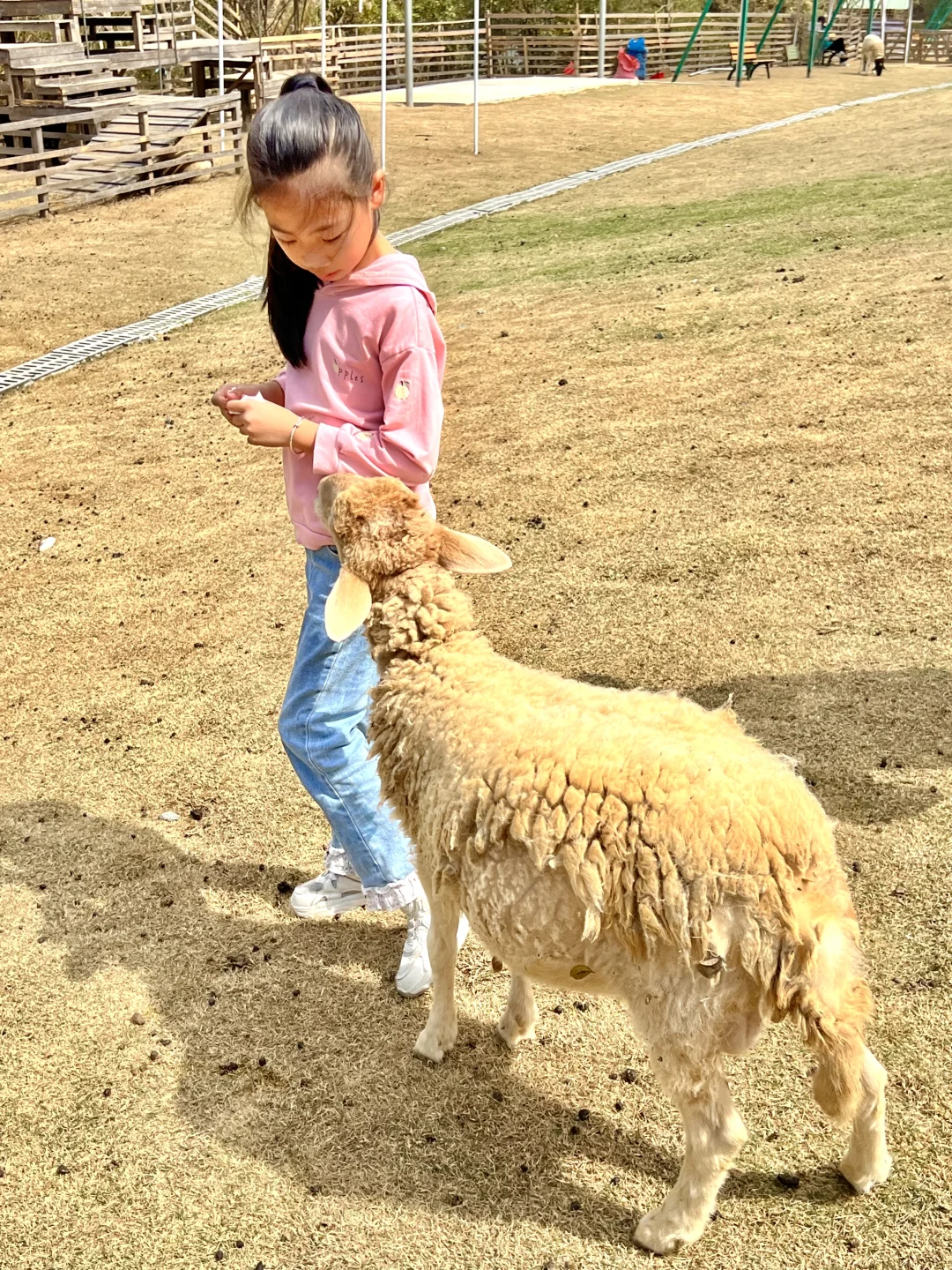 在新会！！走进这片黄花风铃的童话世界