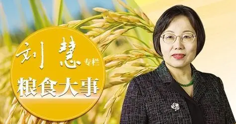 【粮食大事】把粮食大文章写进健康账本