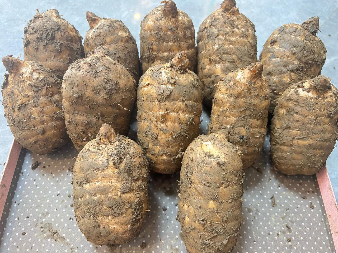 天麻特大果为什么每次都先抢完，除了它天麻素含量特别高以外，生长周期也是3年以上，