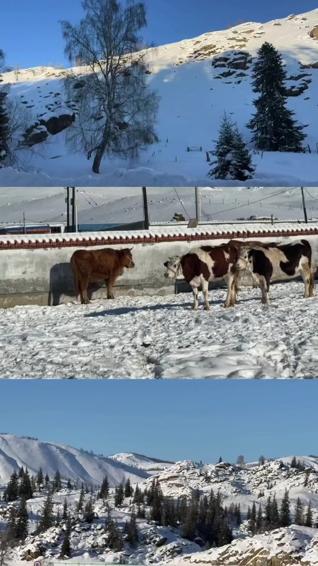 来到遥远的地方 白哈巴村