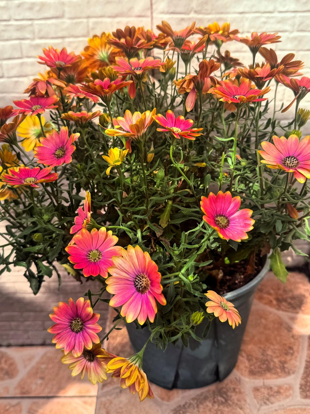 年前种下的蓝目菊和金鱼草，熬过了冬天，最近气温一上来，再加上昨天下了一整天的春雨