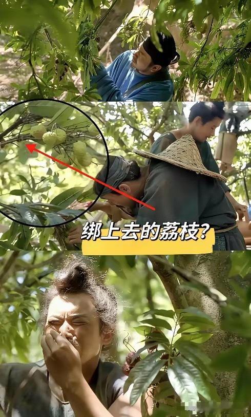 长安的荔枝，就不能用真荔枝树嘛？连荔枝都是绑上去的。 ​​​