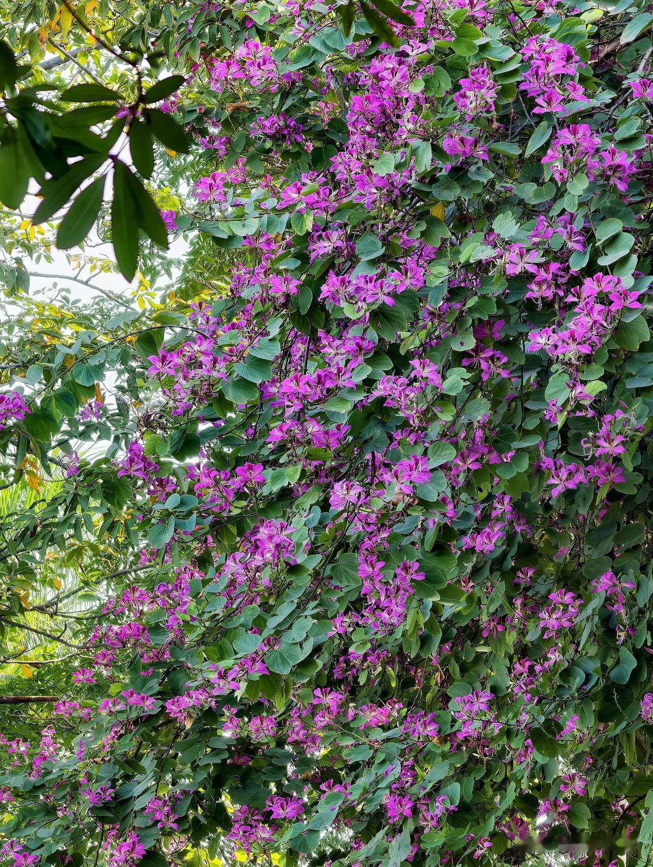小径深处，一树繁花。
冬日的春。
和「紫荆花」长得像孪生姐妹的「红花羊蹄甲」。