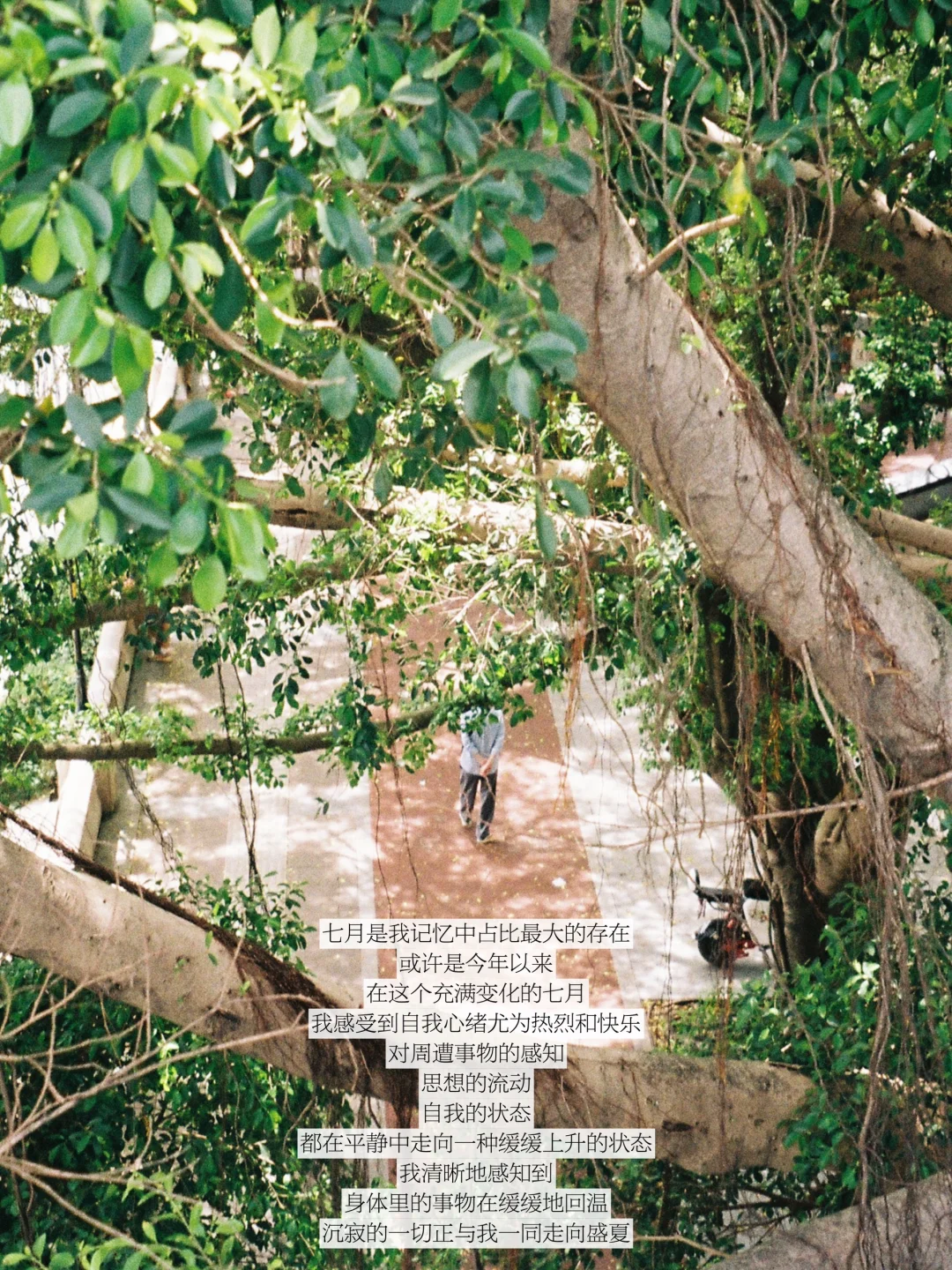 七月末，沉寂的一切正与我一同走向盛夏。