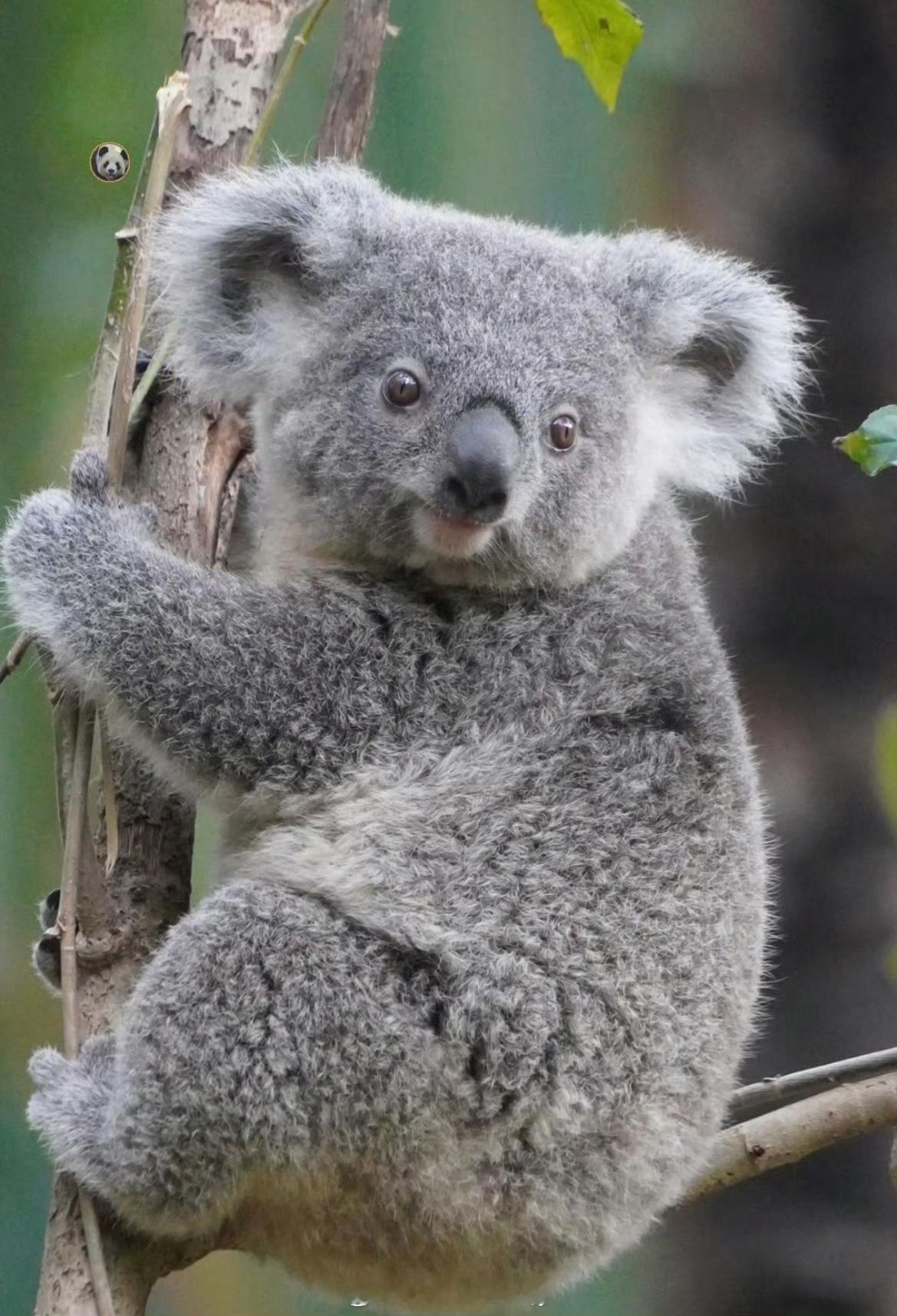 陈哲远  一只可爱的小考拉🐨 