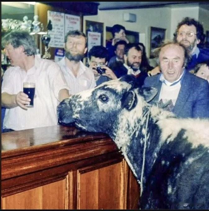 这张照片展示了传奇爱尔兰母牛“大伯莎” (Big Bertha) 在一家酒吧里的