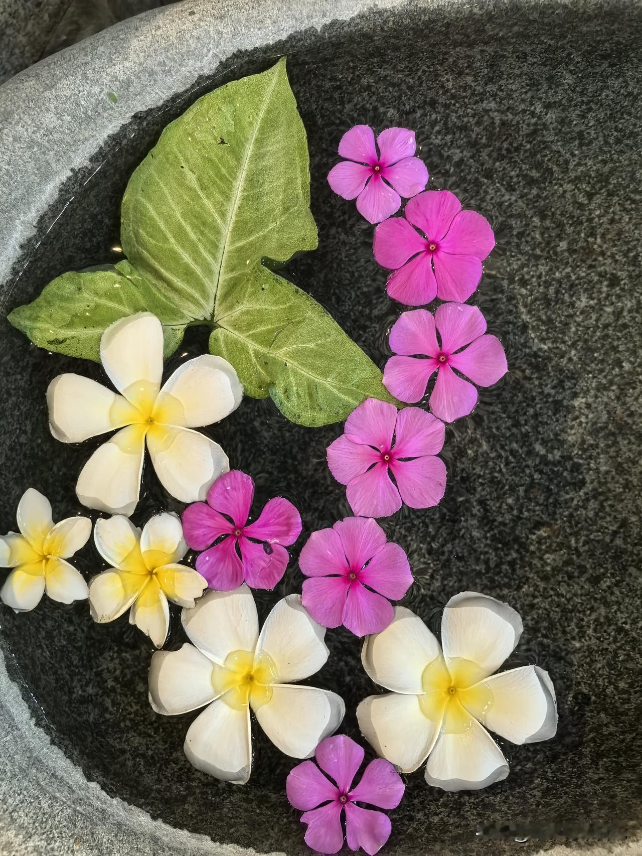 趆南芽庄月亮湾等地景色随手拍，与姐妹们同游，留下美好的回忆！

手机拍的花