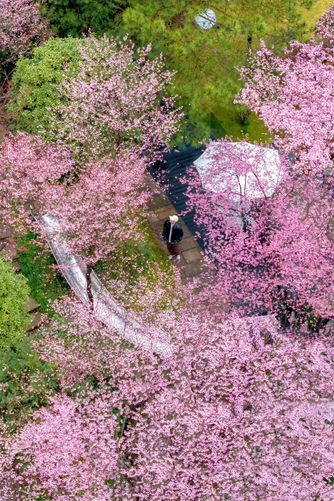 樱花开了‼️杭州这个小众赏花地美出圈了