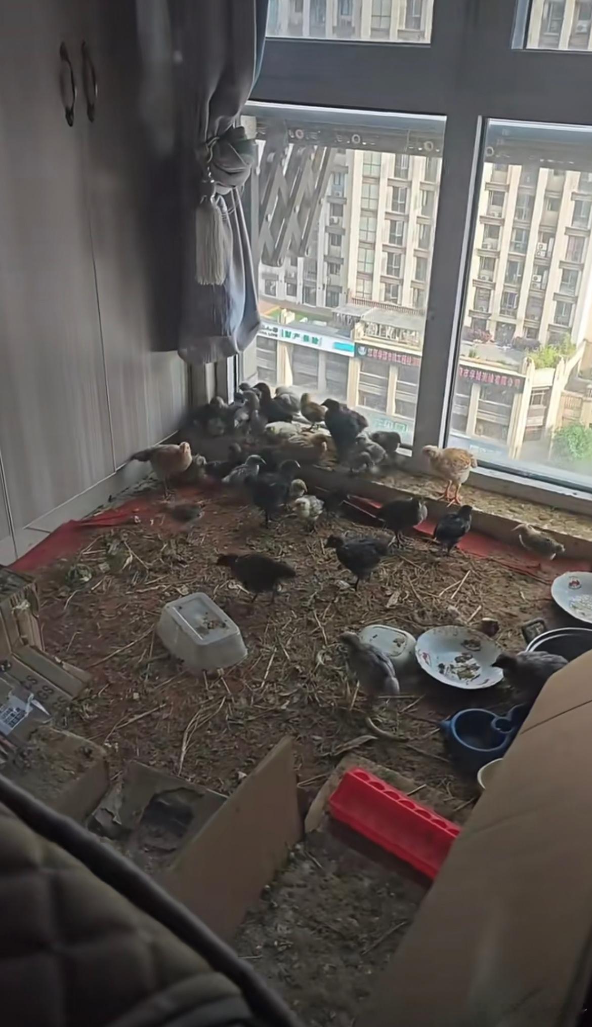 鸡这辈子也没想过还能在城里住上商品房。 