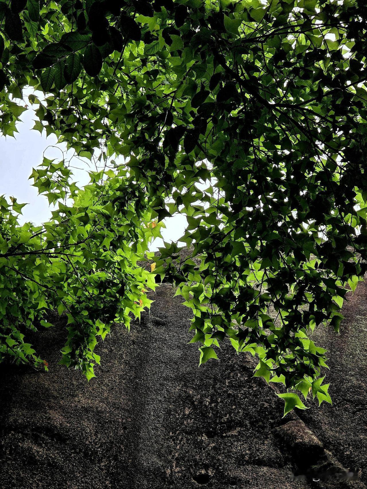 春天，山中枫香树
危岩侧畔立孤标，百尺苍干拂碧霄。
老干凌云遮晓日，新枝吐翠沐春