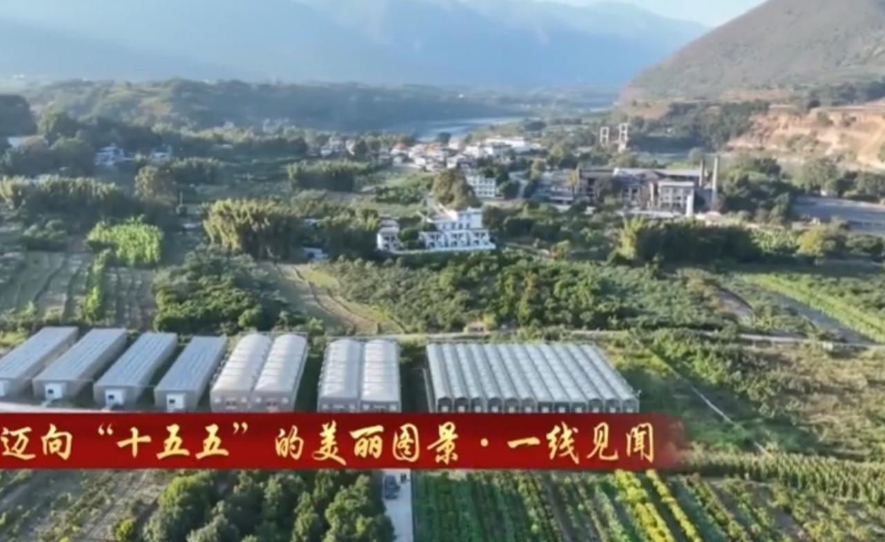 在云南农业大学专家团队的帮扶下，当地从种苗培育、种植管理到精深加工，形成了完整的