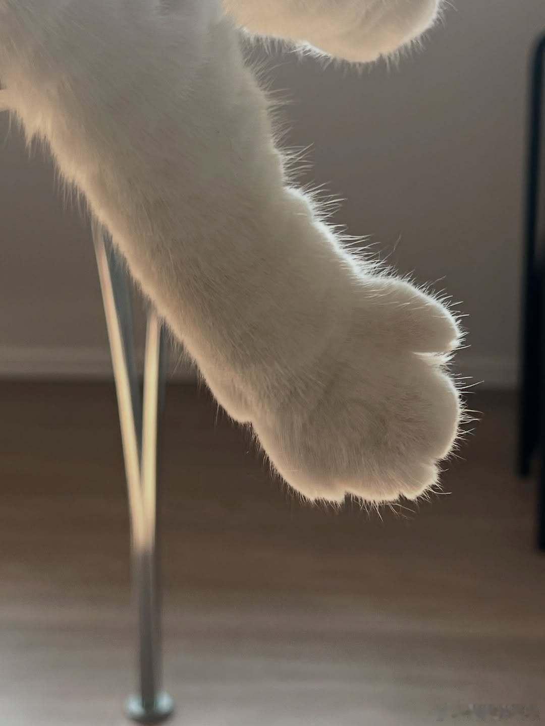 🐾cr：oage_cat ​​​
