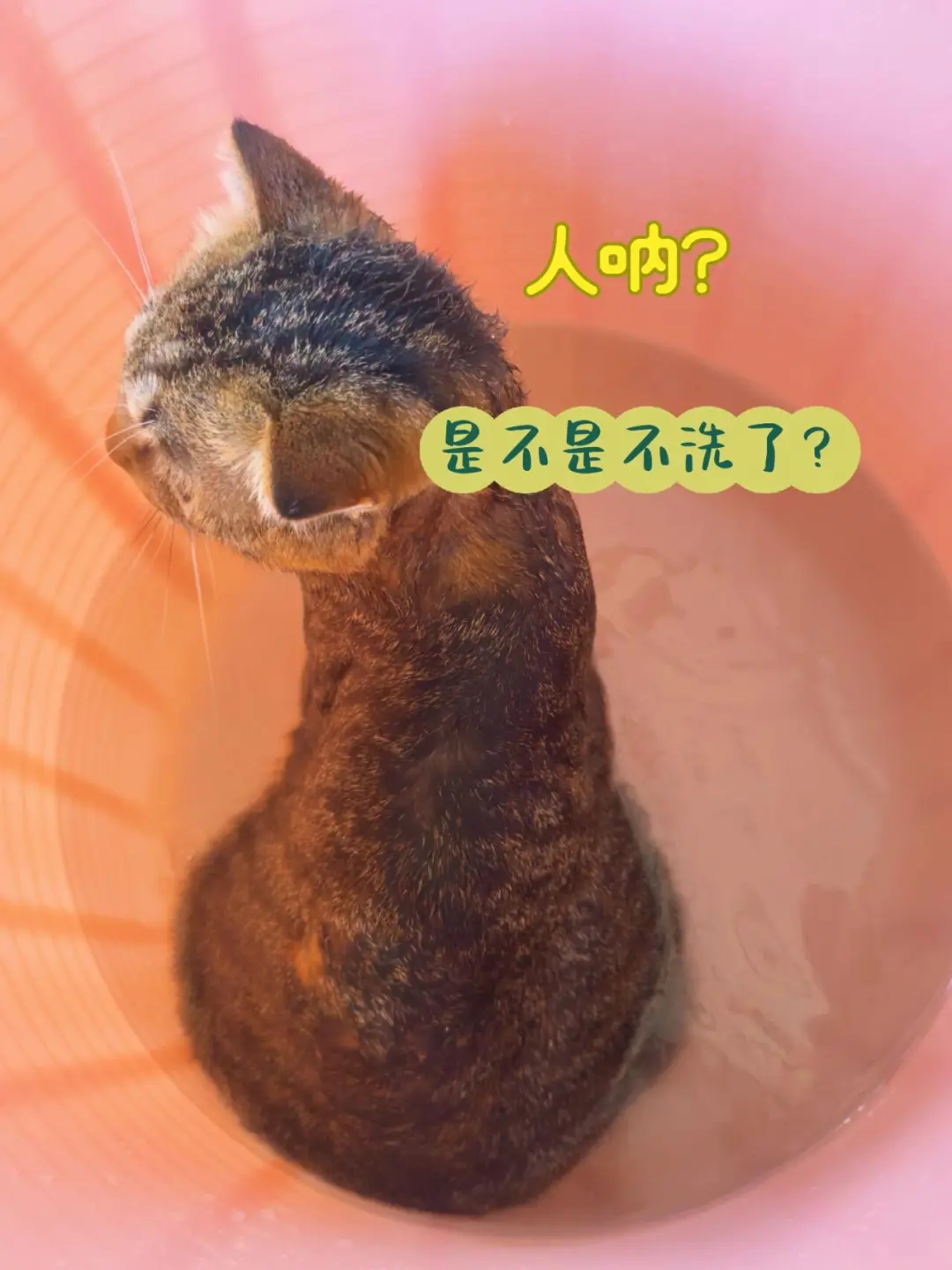 大家的狸花猫都是多久洗一次澡？