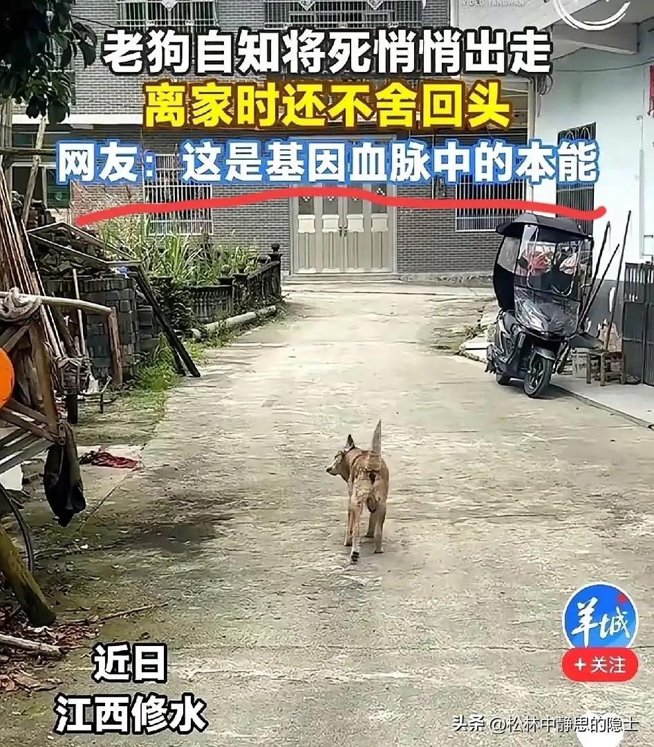“别出去，就死家里，没人嫌弃你”
江西修水的一个男人，凌晨跟在自家22岁的老狗身