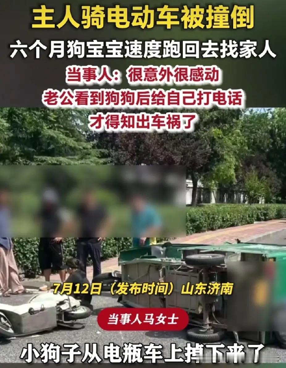 “太有灵性了！”山东济南，女子骑电动车被撞了。没想到，六个月狗宝宝速度跑回家里报