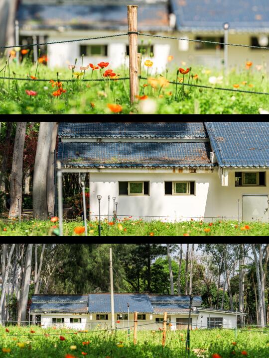 厦门拍照|在公园角落邂逅浪漫的莫奈花园