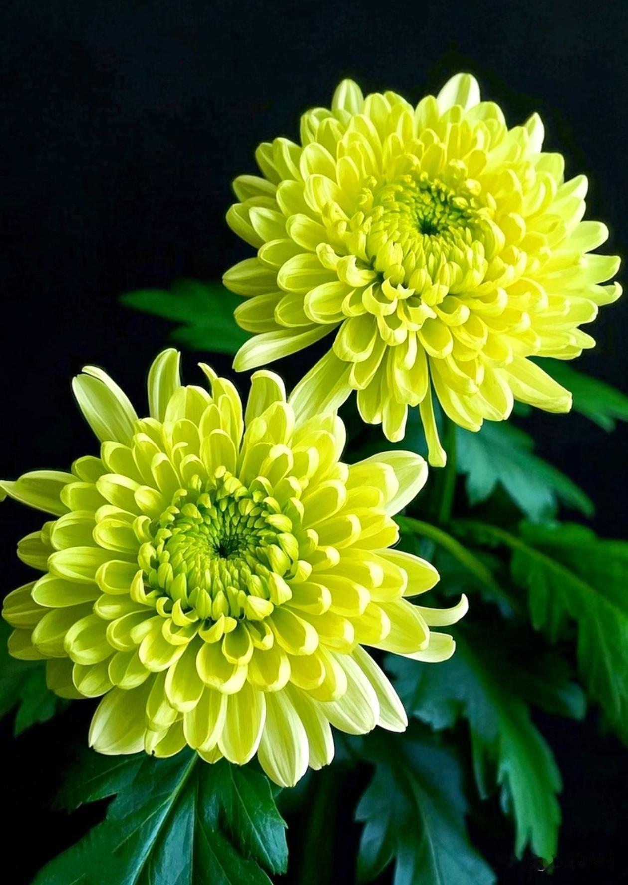 清冷底色里，两抹嫩绿秋菊静静盛放，层层花瓣温润饱满，自带不染尘俗的从容风骨。百花