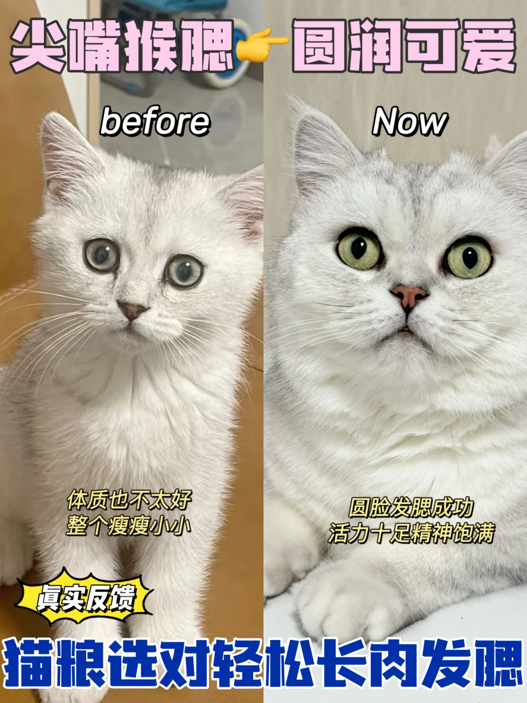 实话实说！渴望原味鸡真把我家尖嘴猫喂圆了