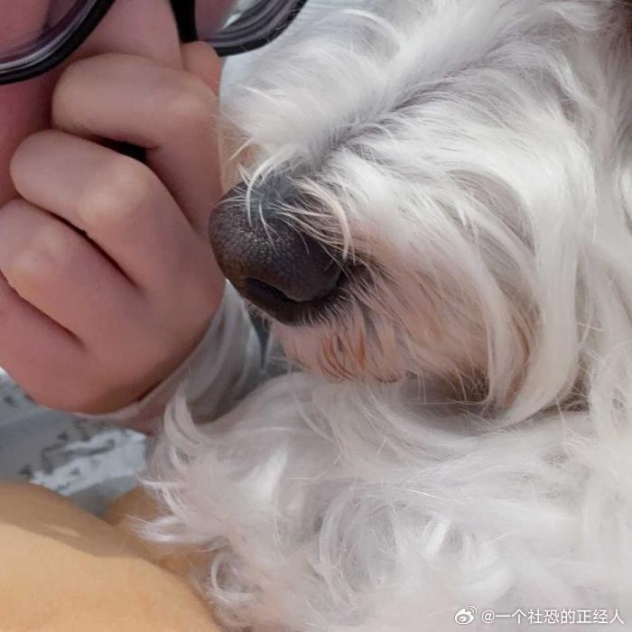 不呆把妈妈臭晕的小黄嘴🐶 
