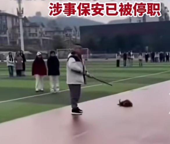 四川一学校内，闯进了一只流浪狗。学校的安保人员多次驱赶，还是没能把它赶出去。

