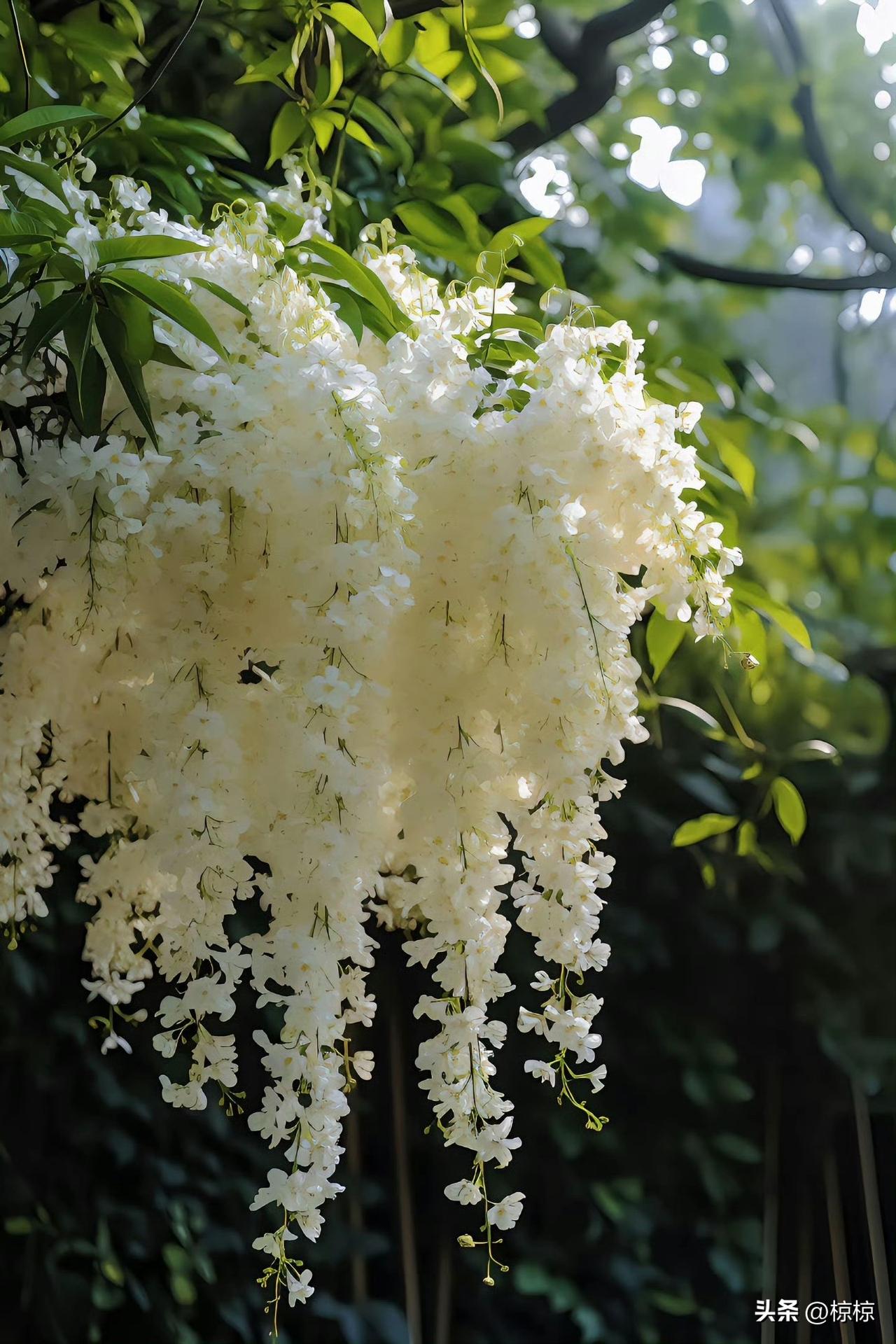 可以分享你手机拍摄的花朵照片吗