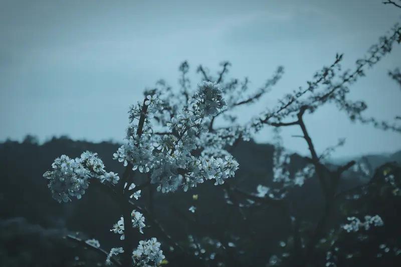 《同姓李平同心曲》（长篇嵌名古风）🤔
李花千树开春风，平野苍苍接远空。
同此清