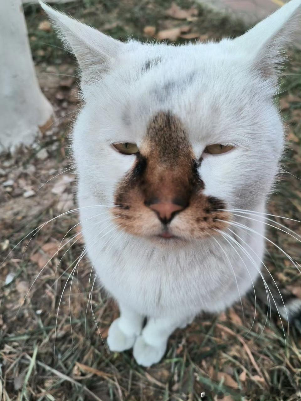 49784【丑猫】世界倒数第一好看的小猫 