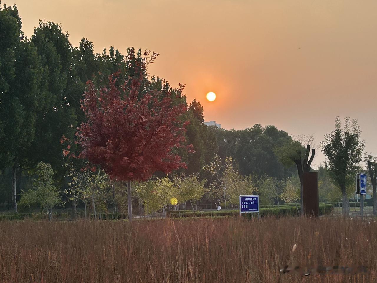 秋日随想

出门撞见秋天的惊喜！

夕阳把天空烘成暖橙色，红枫红得亮眼，路边紫花